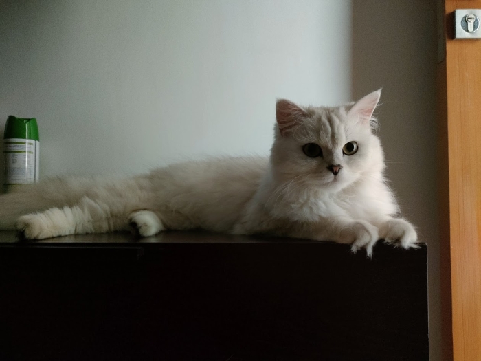Luna - highland straight pure race
