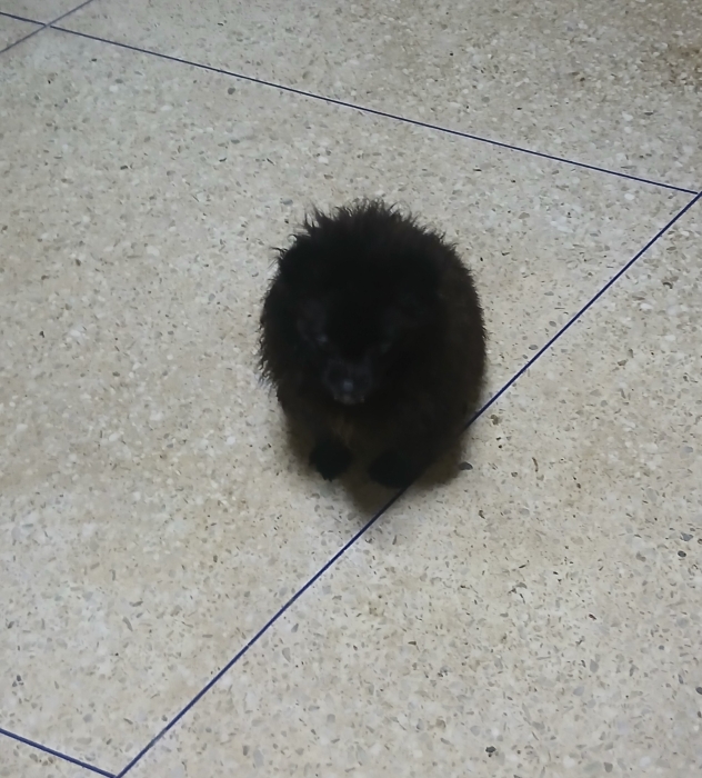 Spitz