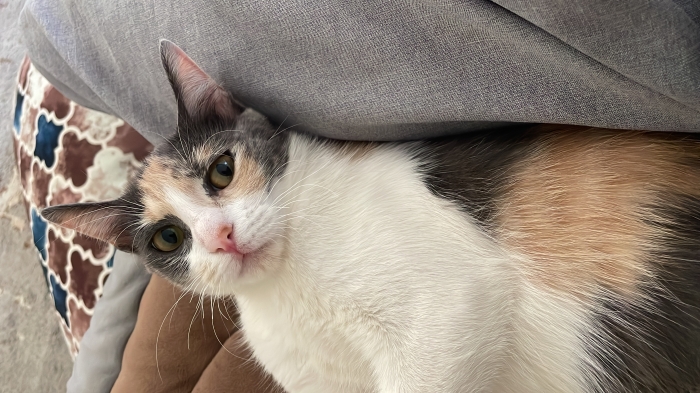 Une chat adoptée