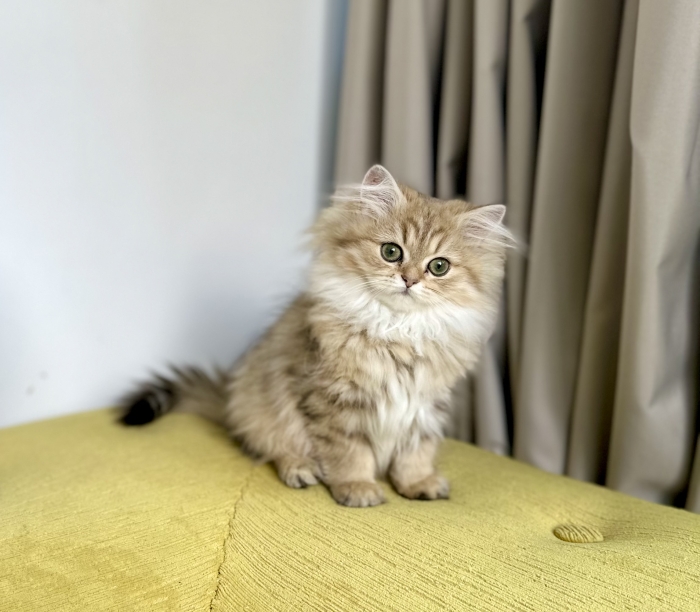 British longhair golden female