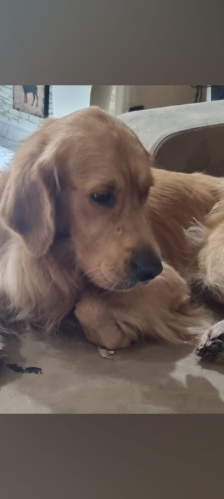 Golden retriever