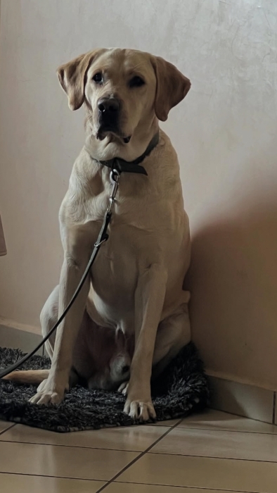 Labrador