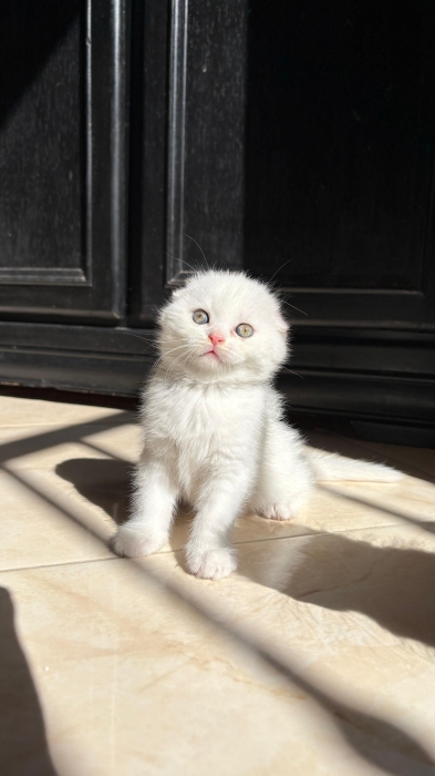 Scottish fold et Highland Straight