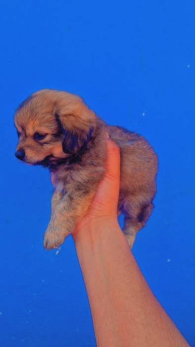 Chiots bichon