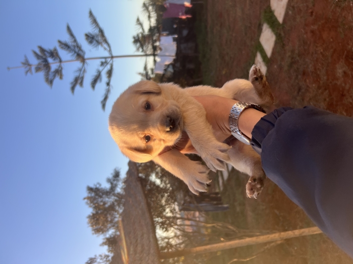 Labrador