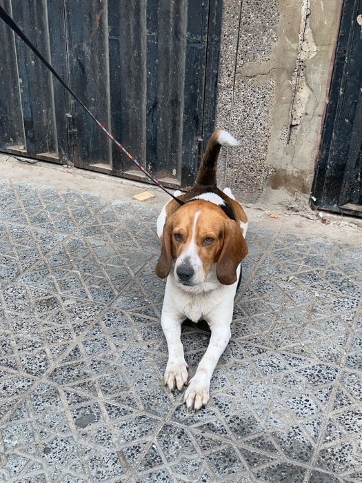Chien begeale