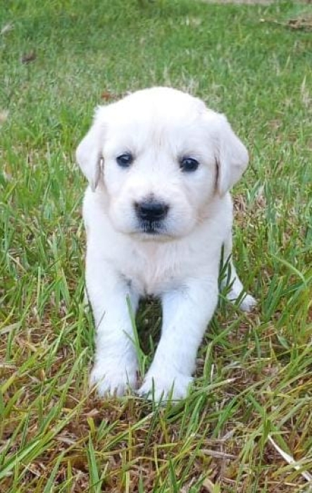 Golden Retriever Pure Race