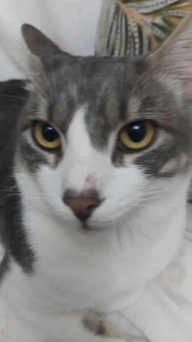 chat