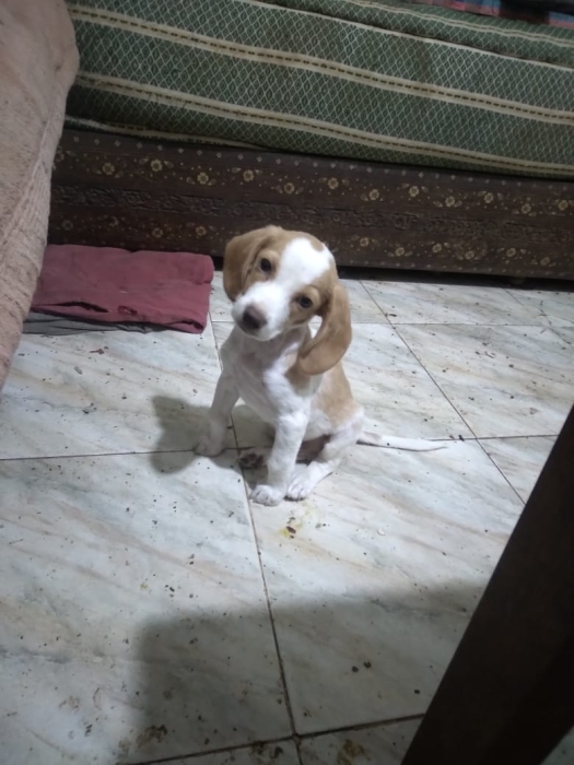 Chien  baegle