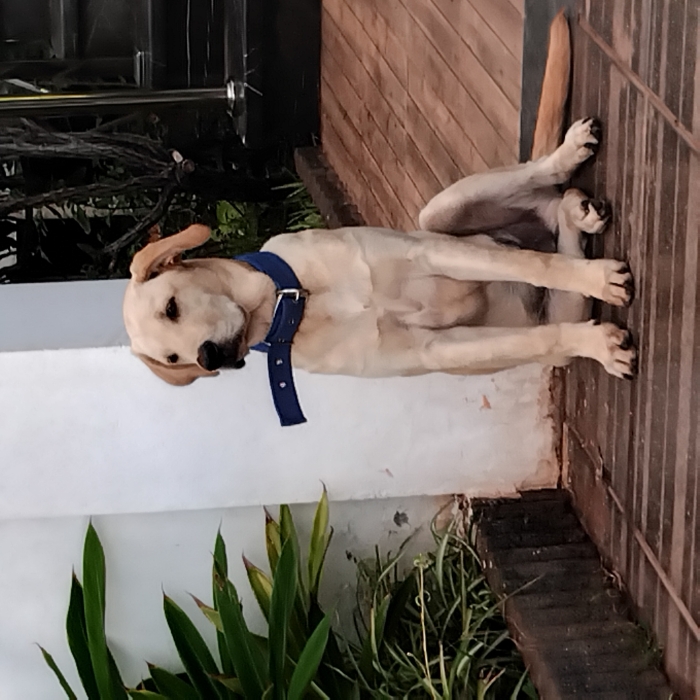 Labrador mal
