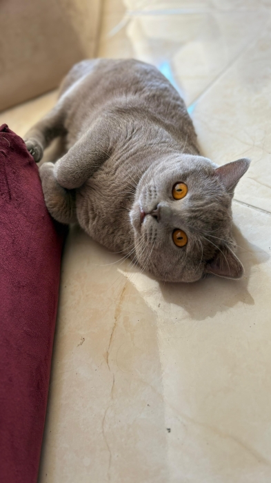 British shorthair pour accouplement