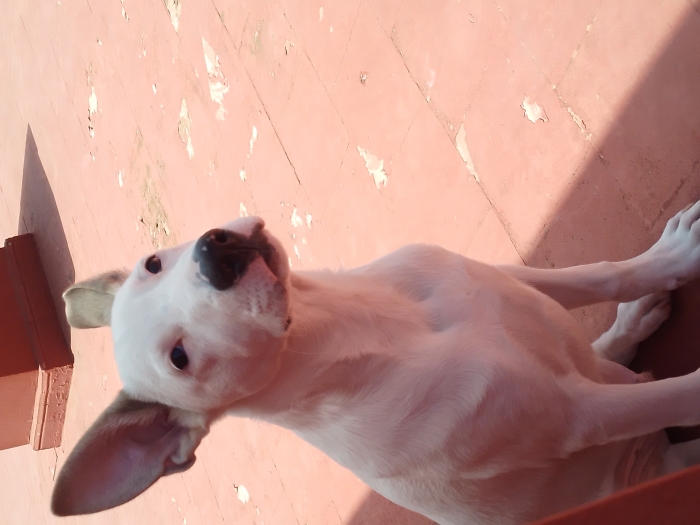 Chien à adopter