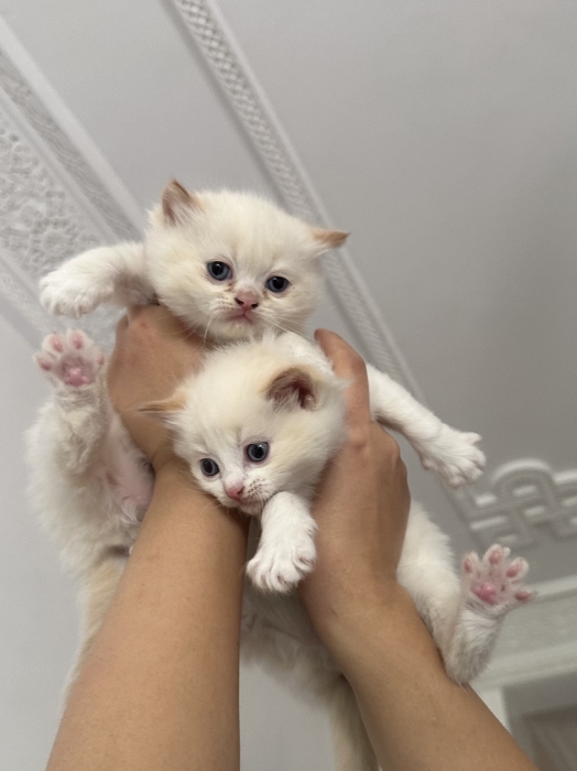 Ragdoll pures race affectueux