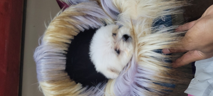 Bichon