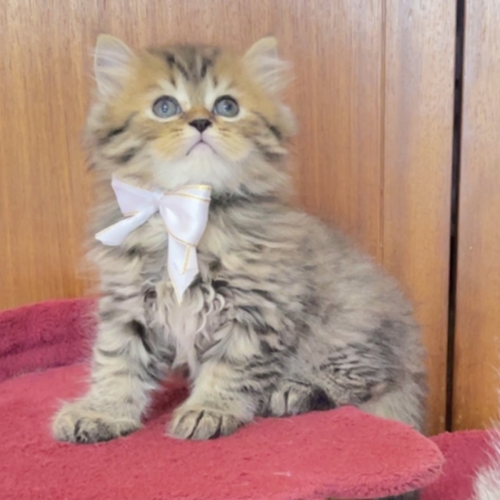 Chatons scottish straight long hair (highland)