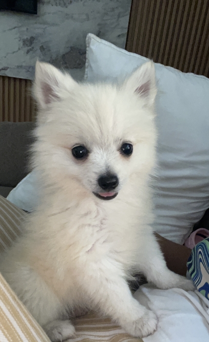 Spitz a vendre
