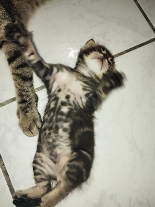 ADOPTION GRATUITE