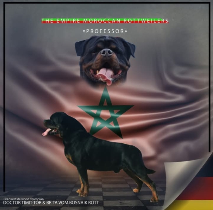 Chiots Rottweiler