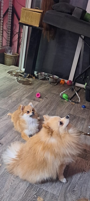Spitz