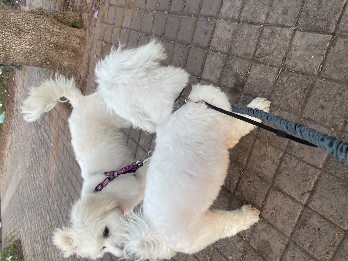 Chiens à adopté