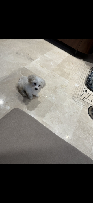 Bichon