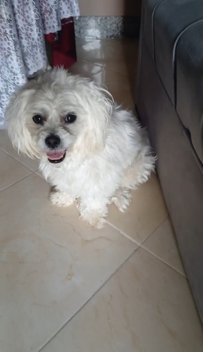 Bichon maltais