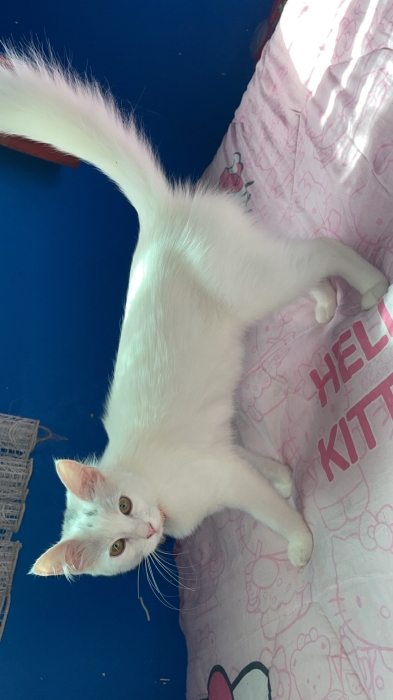 Chat angora turc pure femelle age 6mois pour des gens bien  قطة للتبني للناس طيبة لي تهلا فيها Tanger