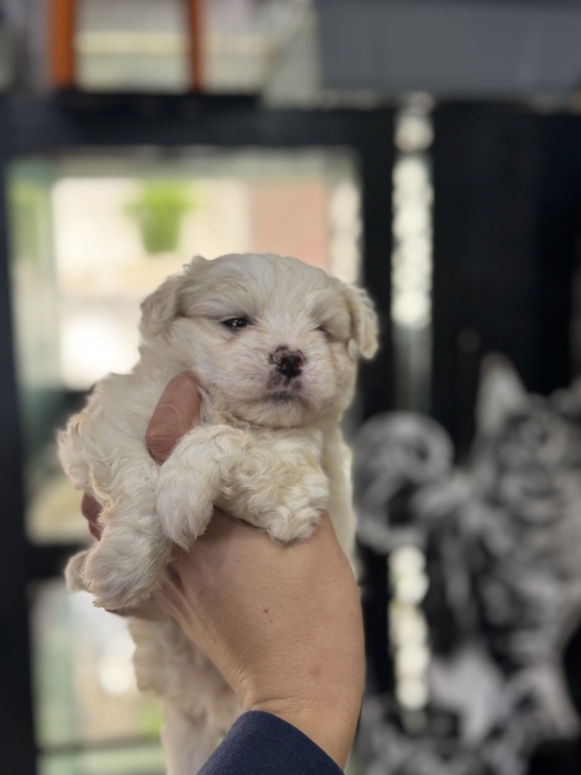 Bichon nain
