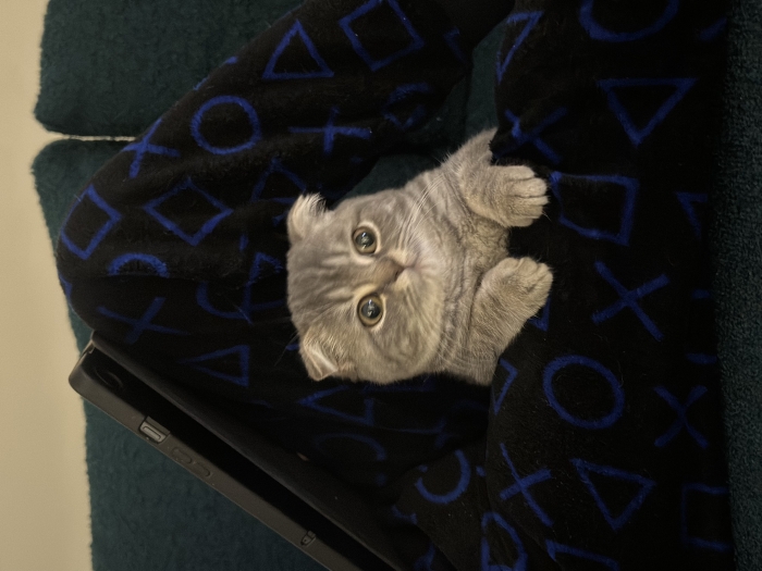 Scottish fold