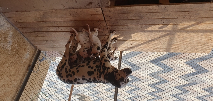 Dalmatien