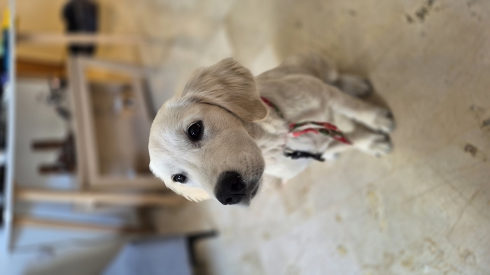 Golden retriever