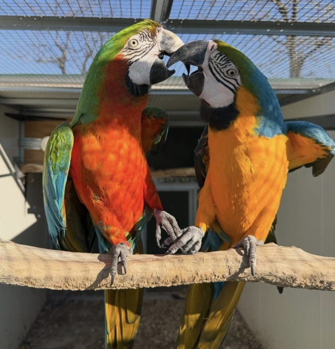 Couple d'Aras
