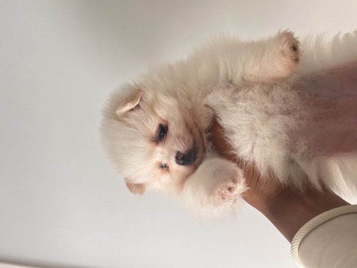 SPITZ POM femelle