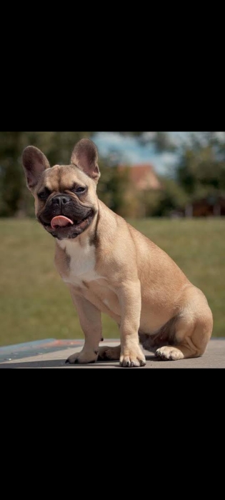 Bull dog français