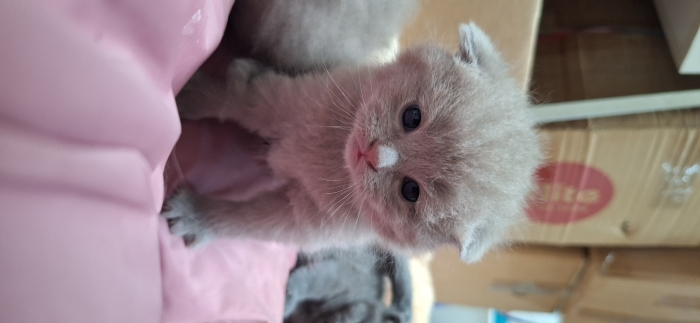 British shorthair male pour accouplement