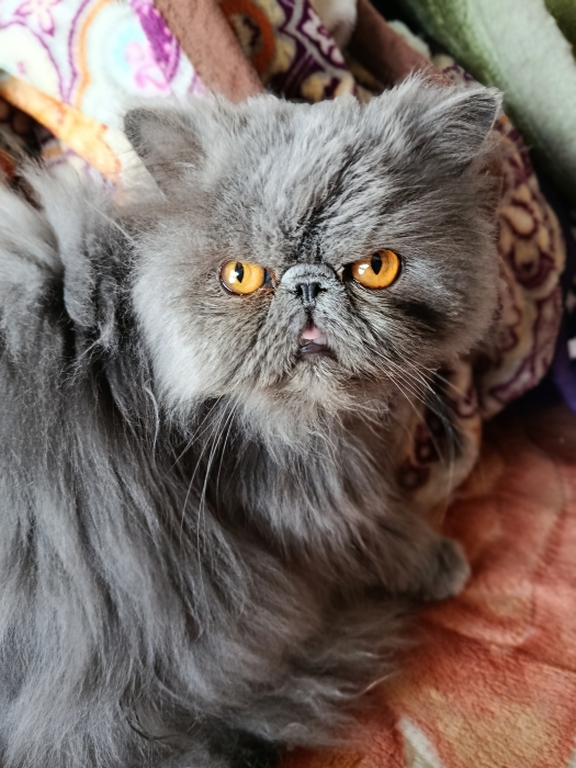 Femelle persan