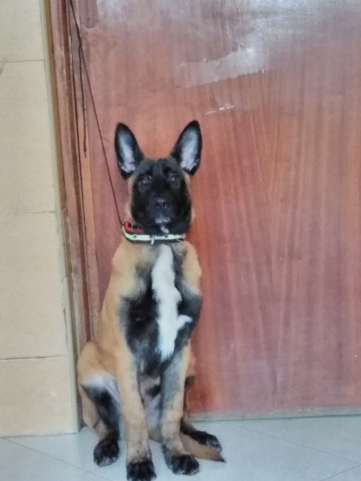 Malinois a vendre