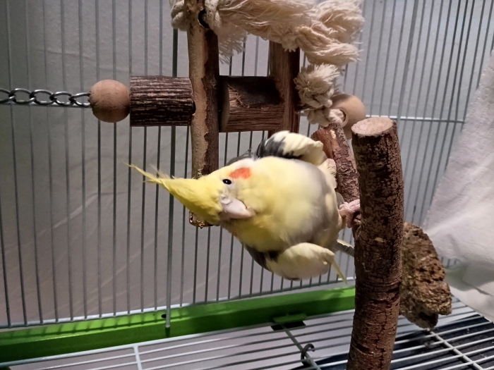 Adoption Calopsitte