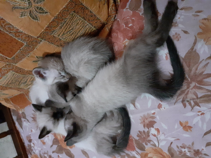 Siamois a adopter