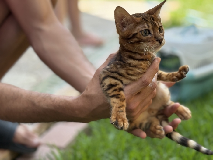 Bengal