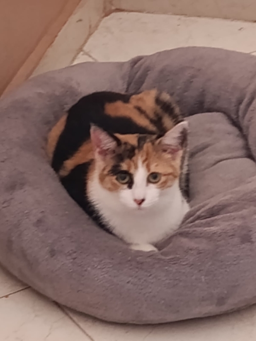 Chats a adopter