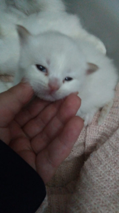 Juznzjsnss