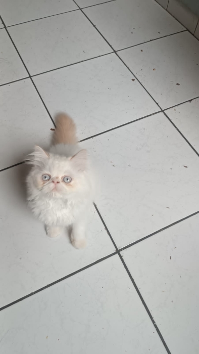 Chaton persan