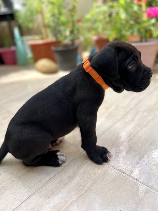 Cane corso