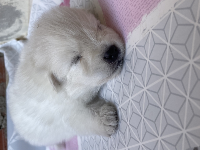 Petit chien Spitz japonais