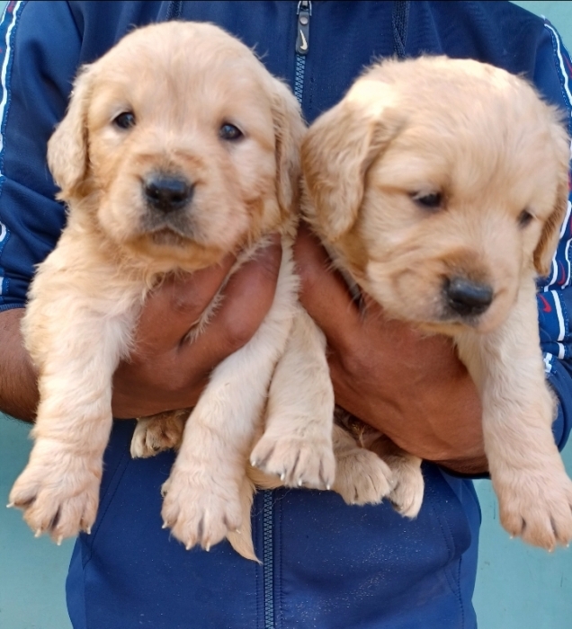 Golden retriever