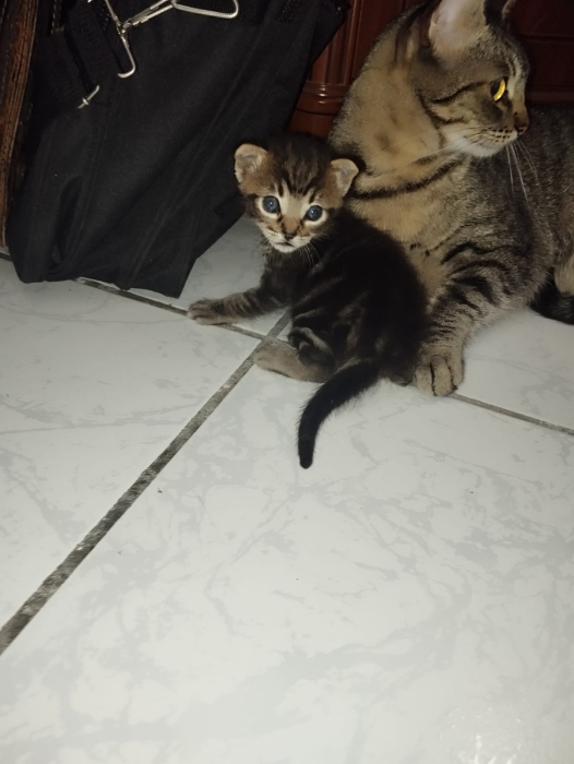 ADOPTION GRATUITE