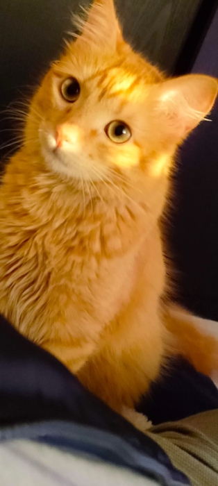 Orange cat