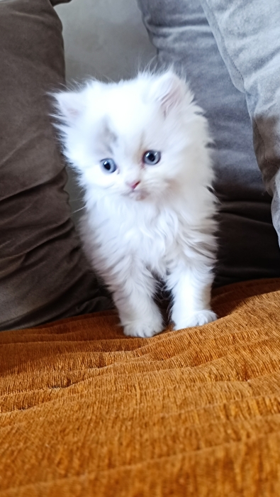 Chat