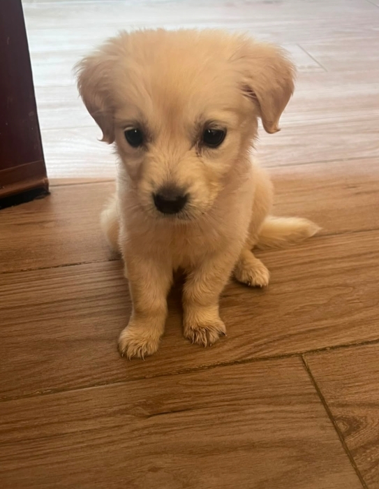 Golden retriever